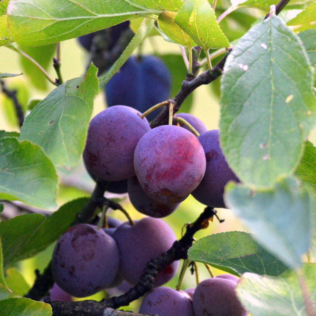 Black Amber Plum Soy Candle