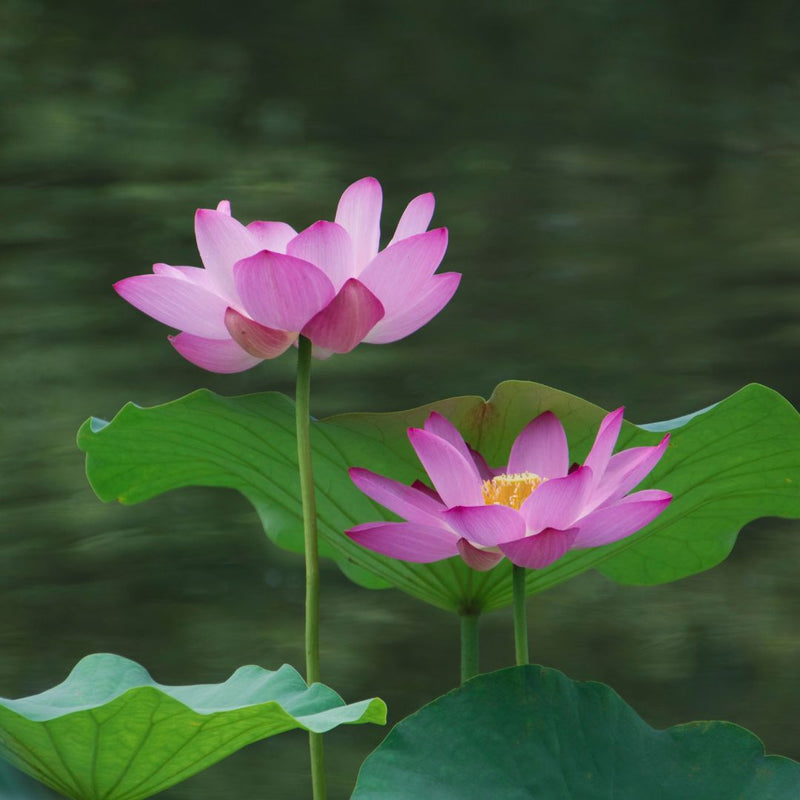 Fresh Lotus Blossoms Soy Candle