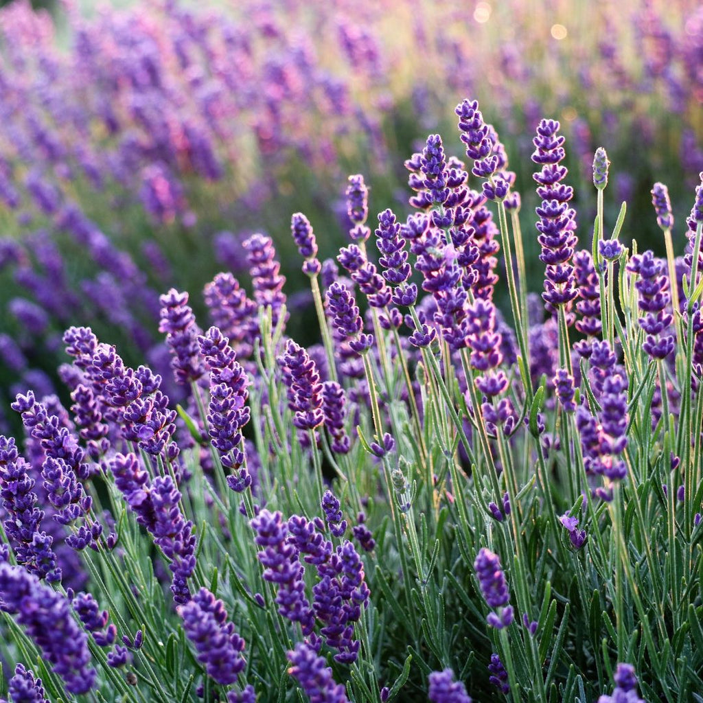 Lavender Soy Candle