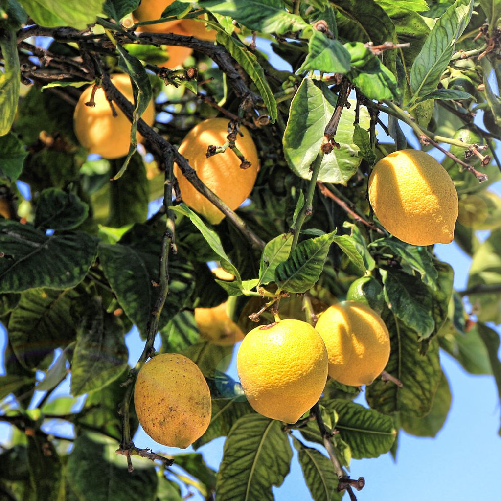 Lemon Soy Candle