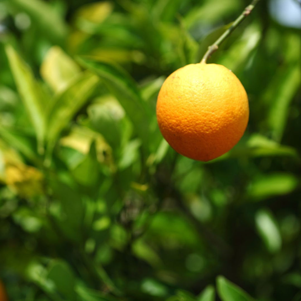 Summer Citrus Soy Candle